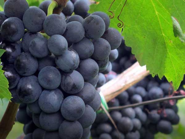 Discover Grapes from A-Z