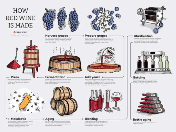 How Red Wine is Made