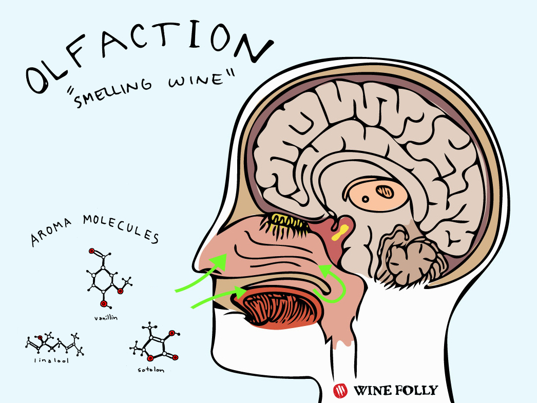 brain how we smell illustration wine folly