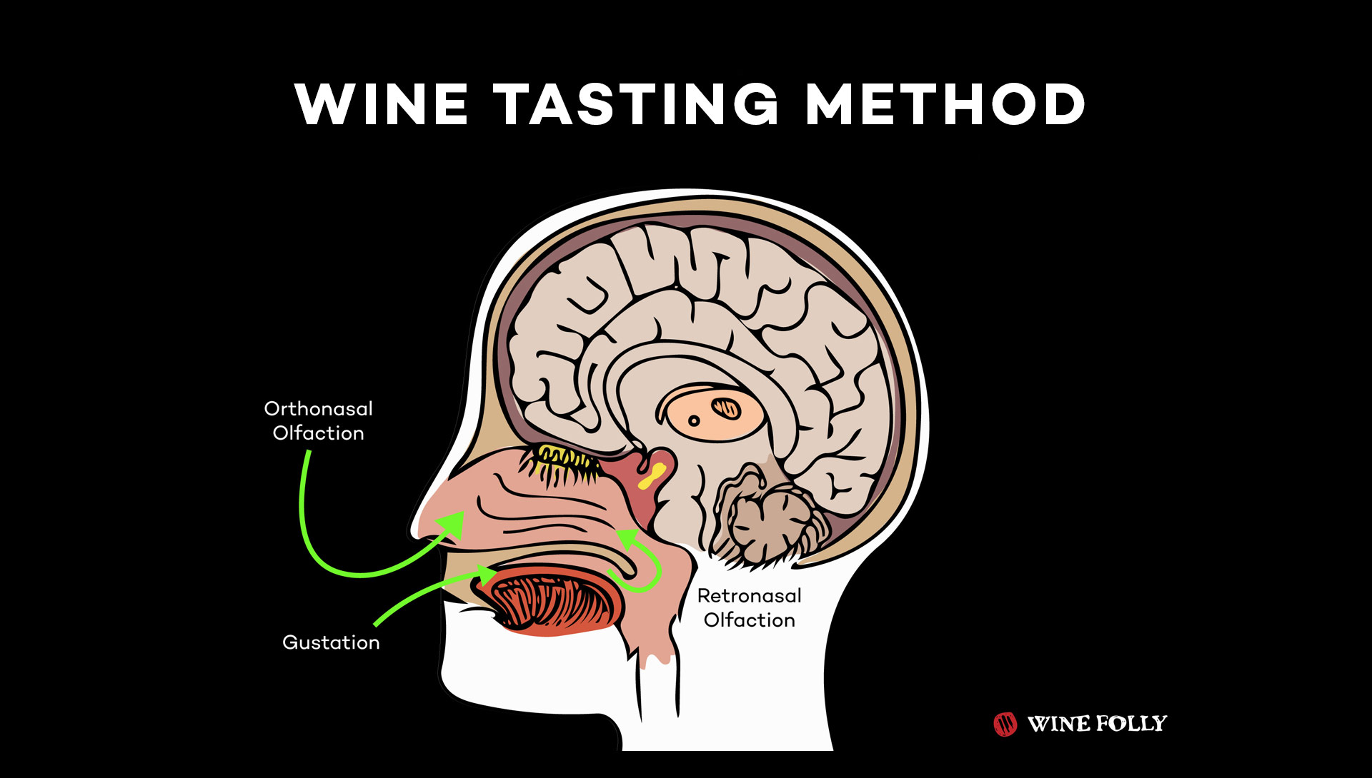 How we taste wine with our noses