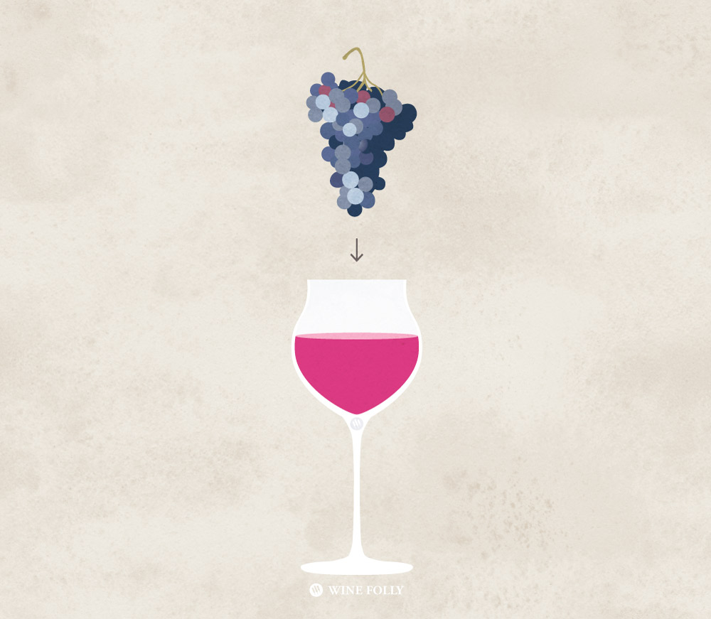 wine-grape-into-glass-illustrated-wine-folly