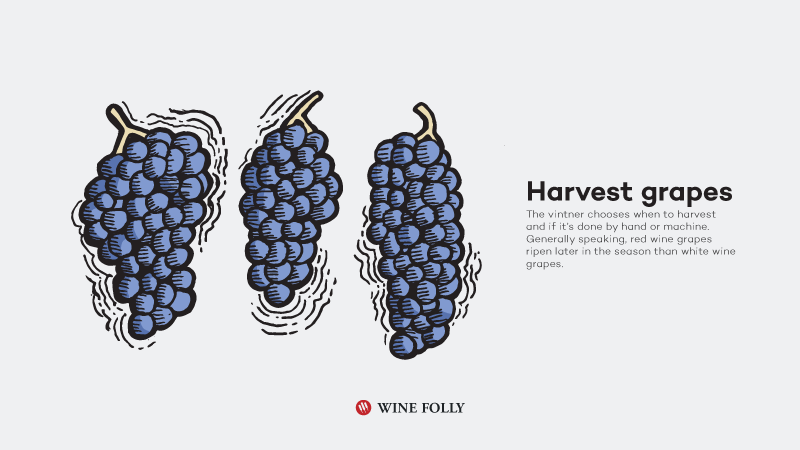 How-Red-Wine-Is-Made-harvest